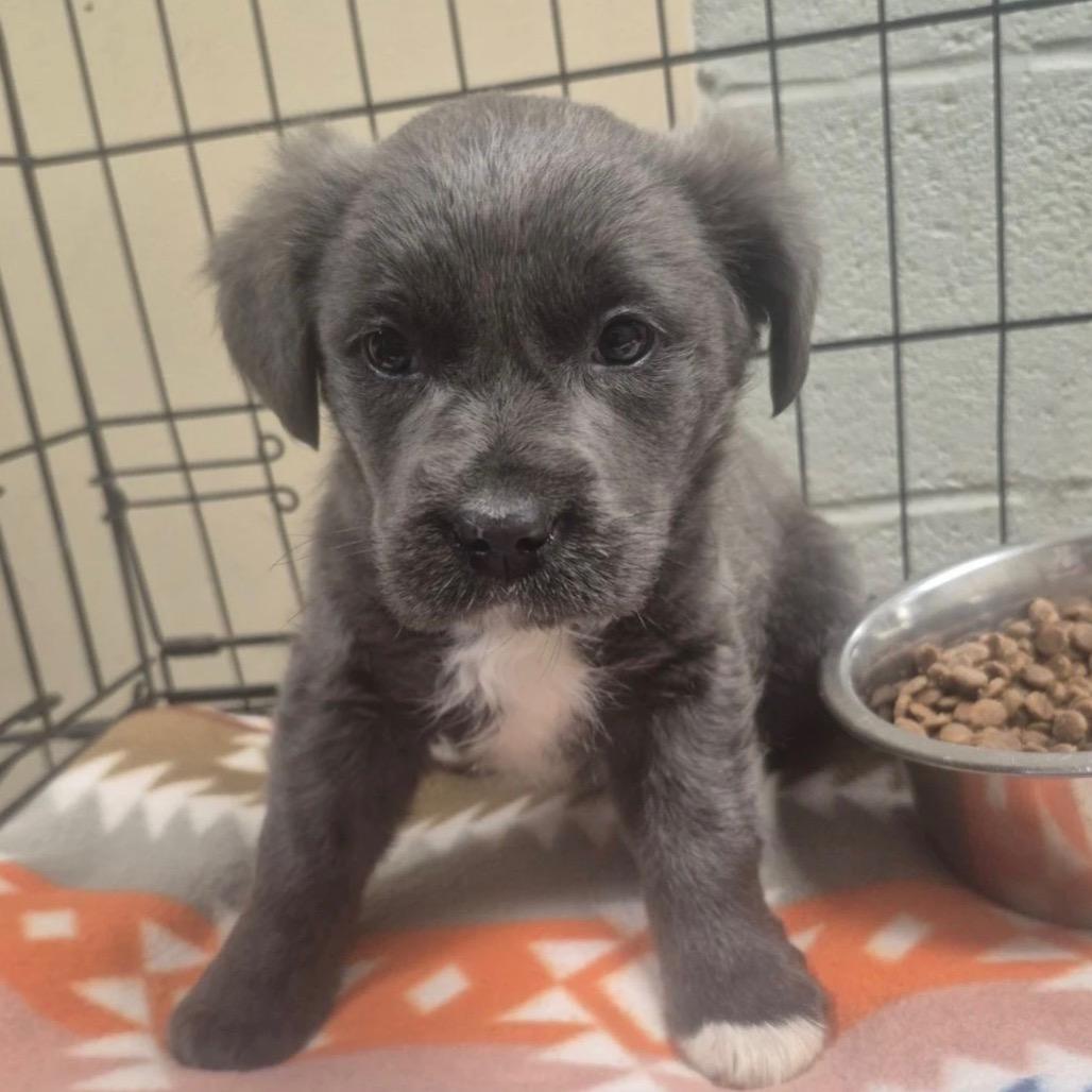 Enlarge Malt (in PA), a Adoptable Mixed Breed in Huntsville, AL image 4/4