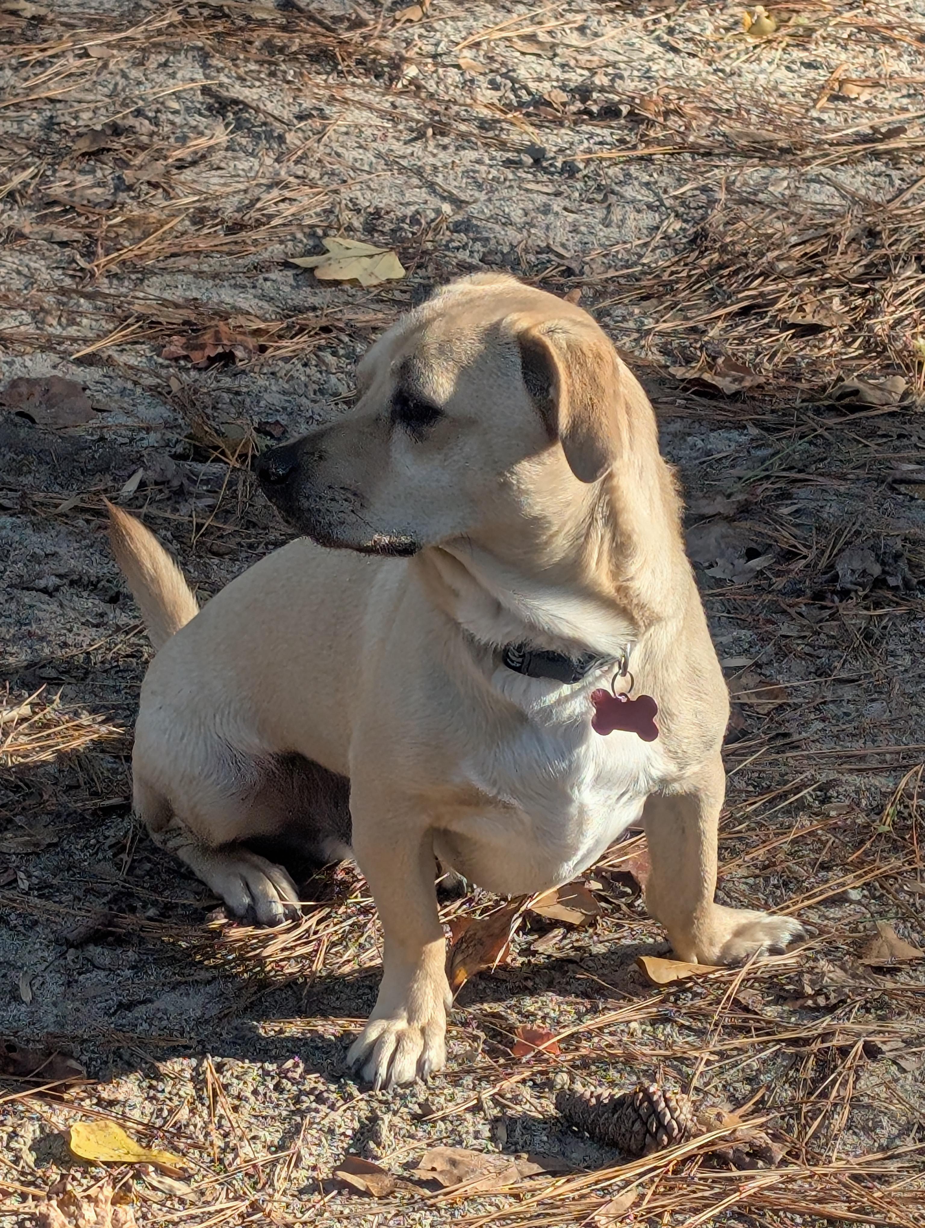 Nico, a Adoptable mixed breed in Clayton, NC image 2/6