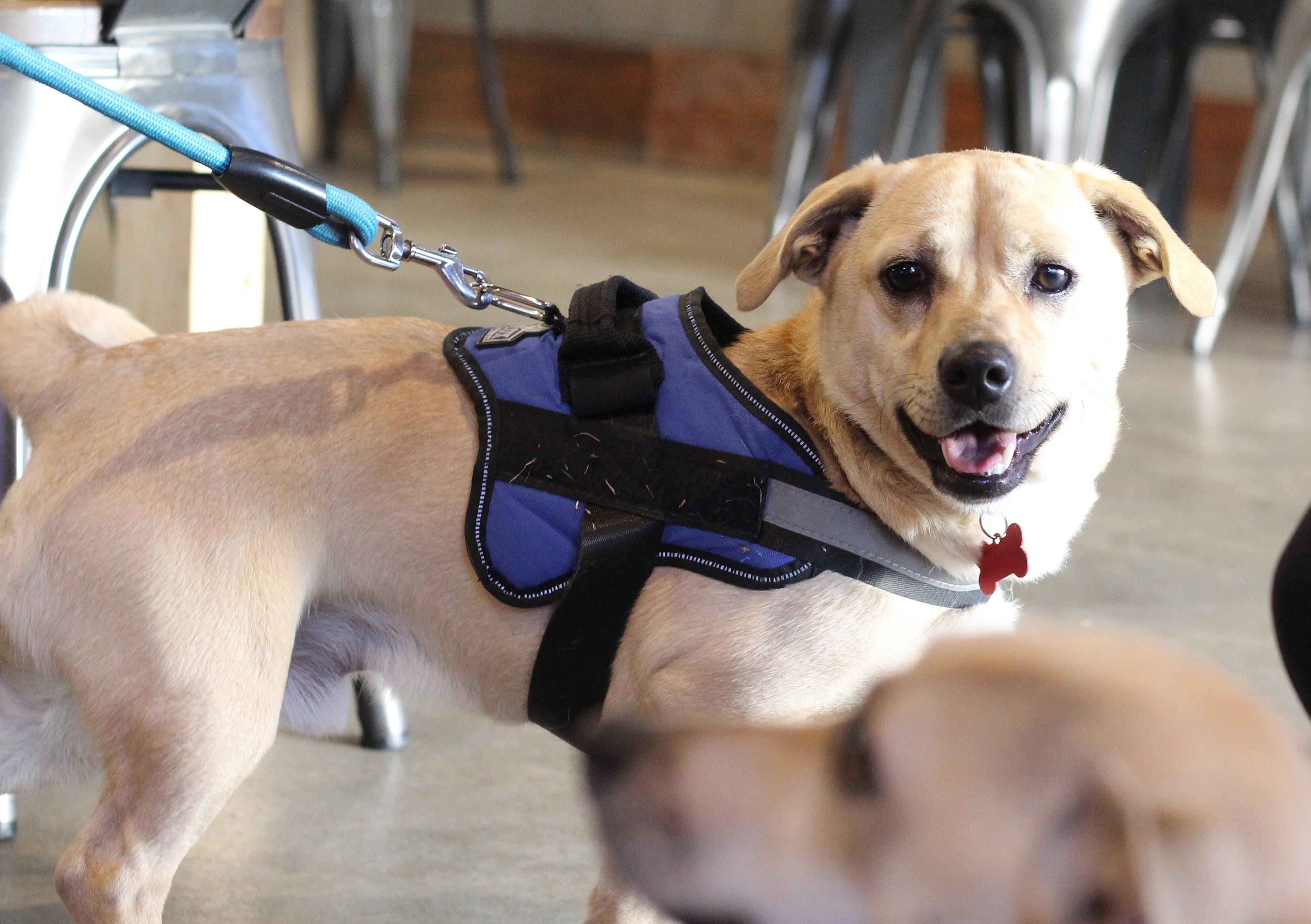 Nico - AVAILABLE TO FOSTER OR ADOPT, a Adoptable mixed breed image 1/6