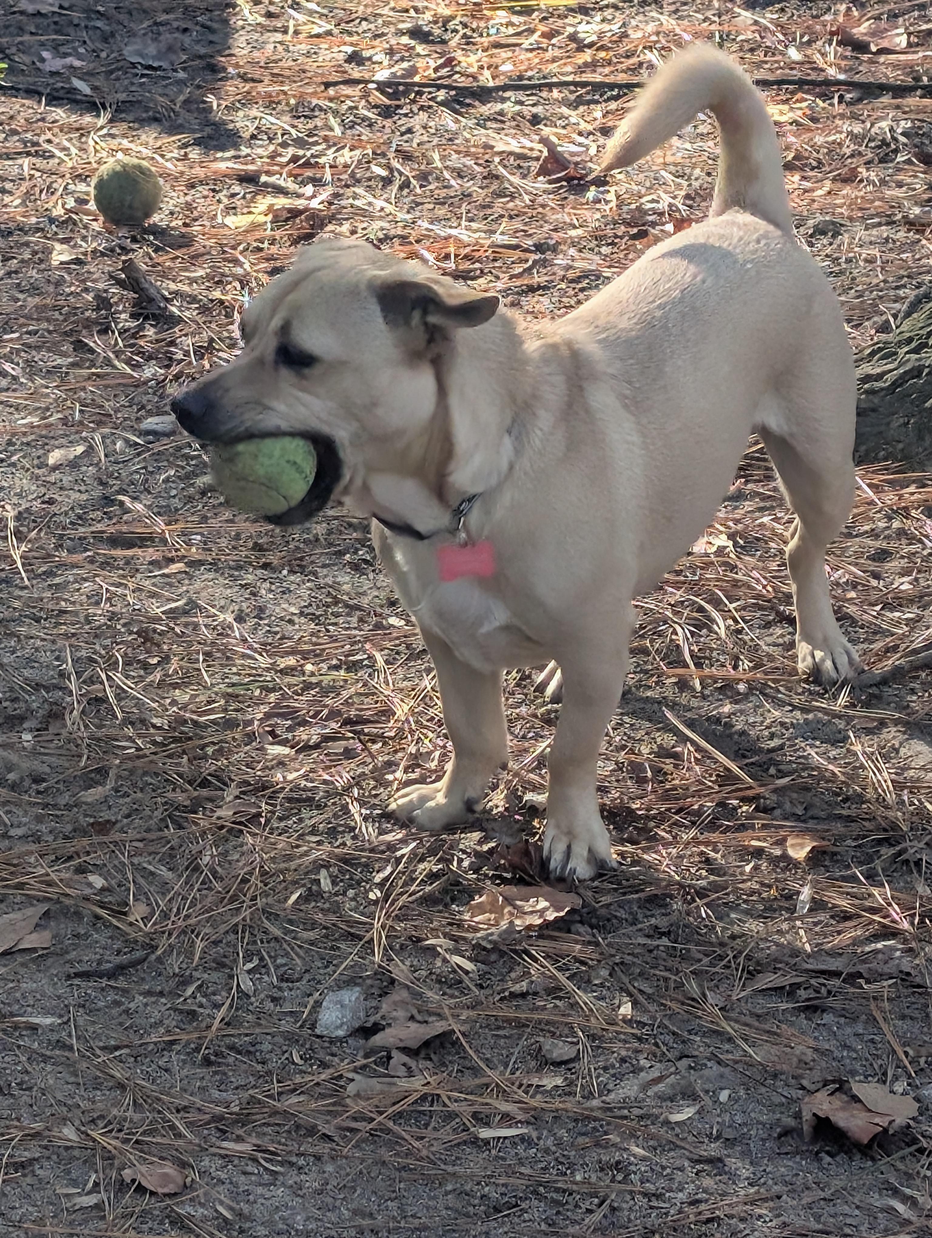 Nico, a Adoptable mixed breed in Clayton, NC image 3/6