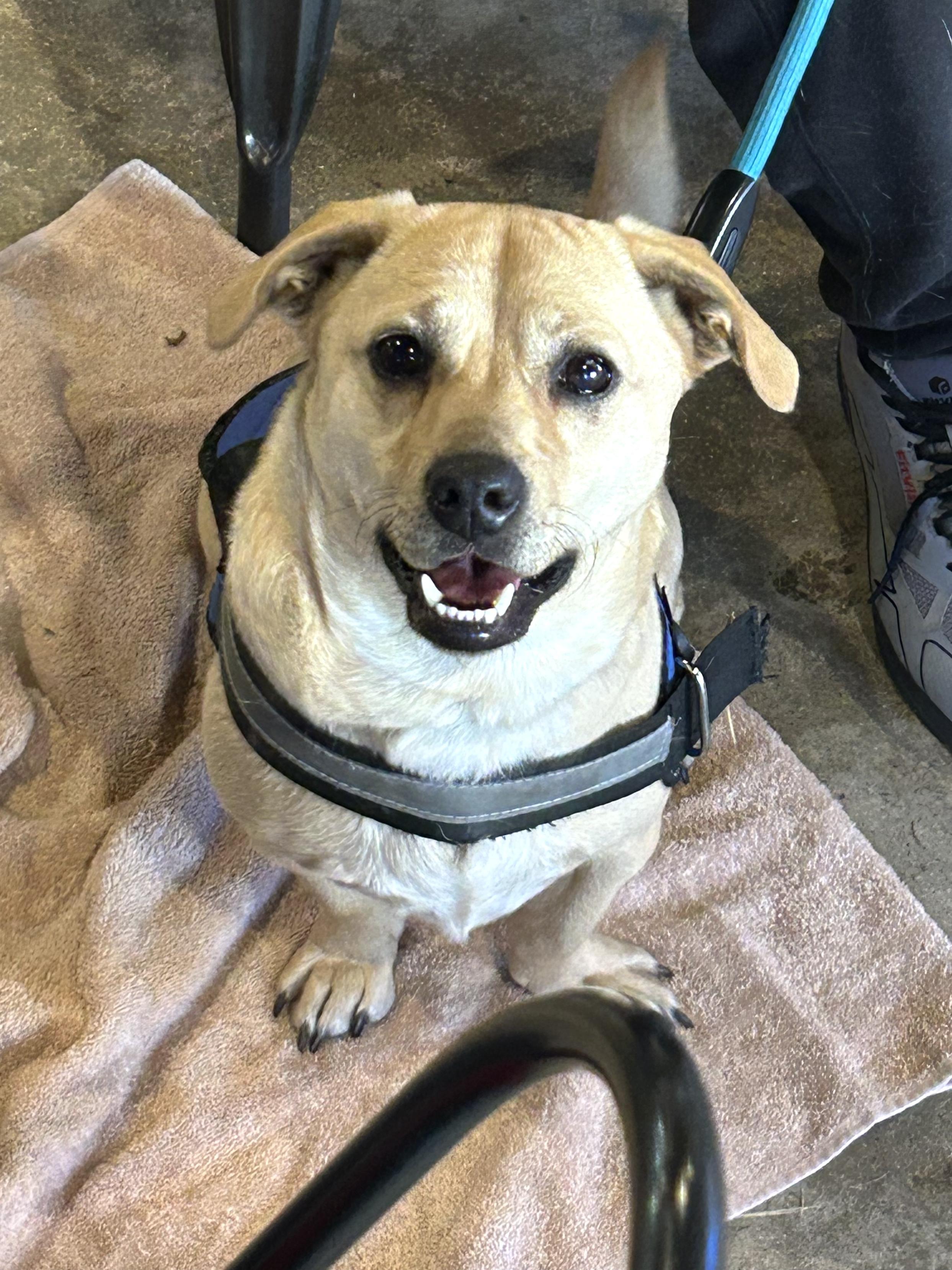 Nico - AVAILABLE TO FOSTER OR ADOPT, a Adoptable mixed breed image 2/6