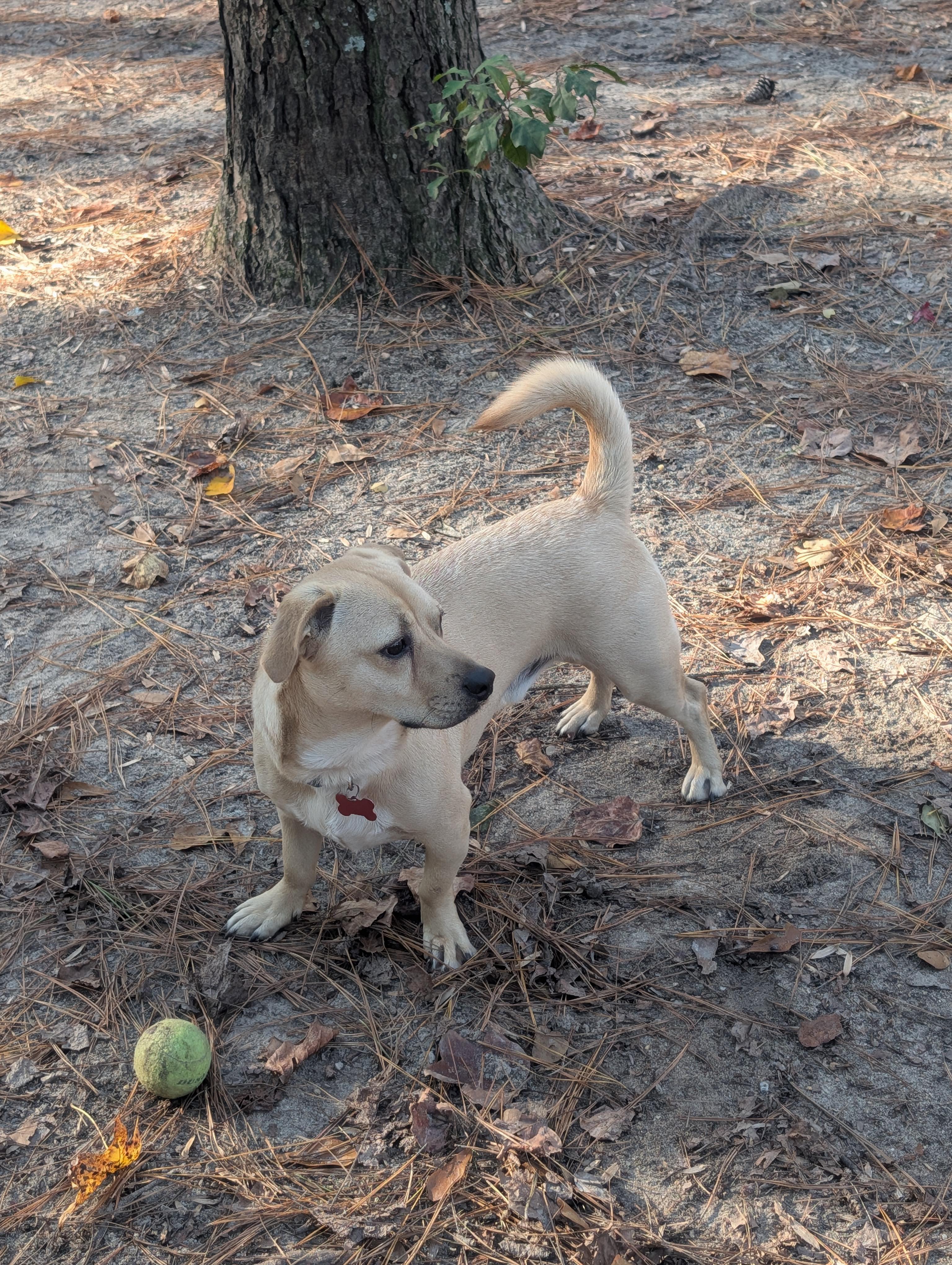 Nico, a Adoptable mixed breed in Clayton, NC image 4/6