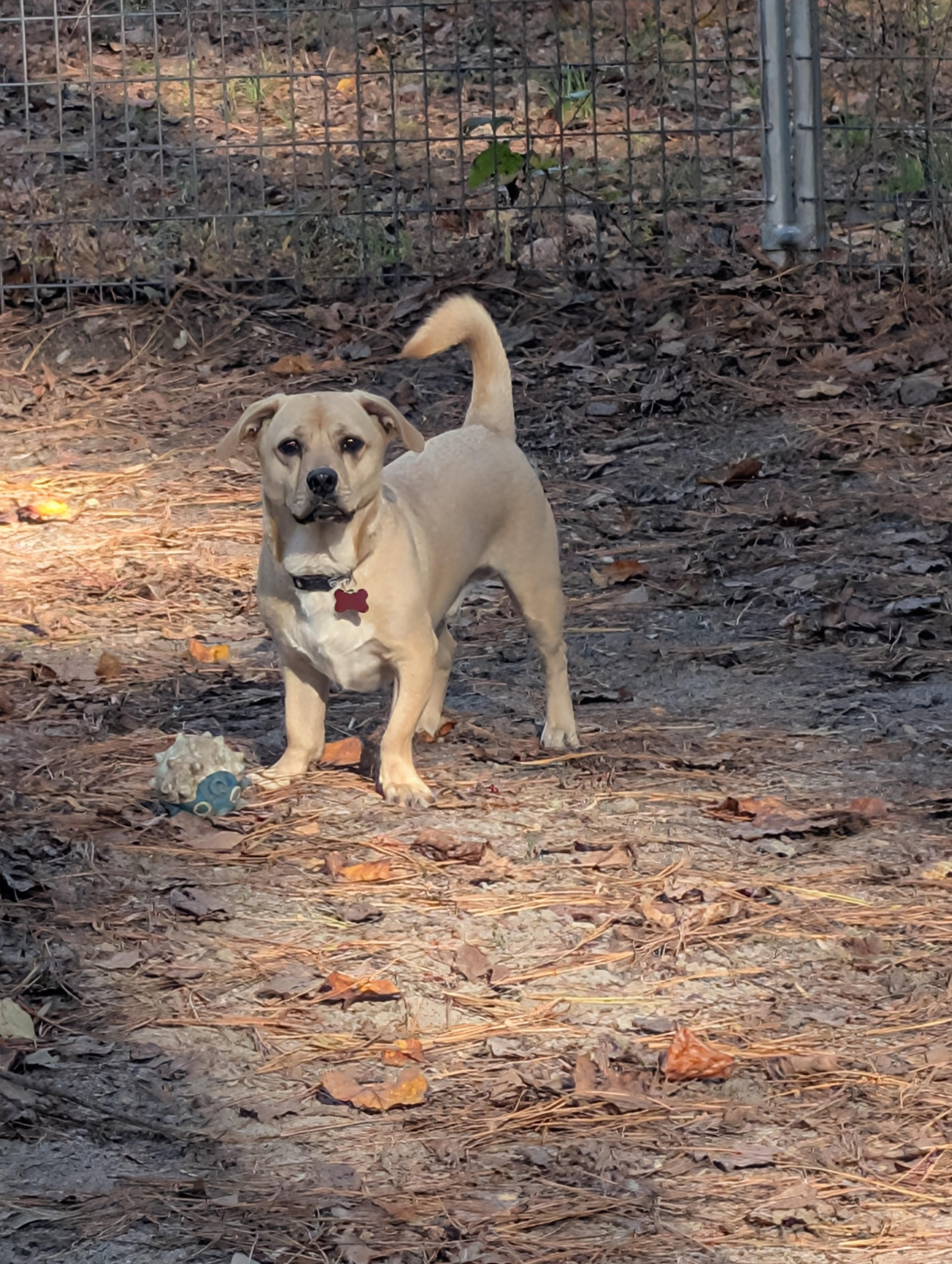 Nico, a Adoptable mixed breed in Clayton, NC image 5/6