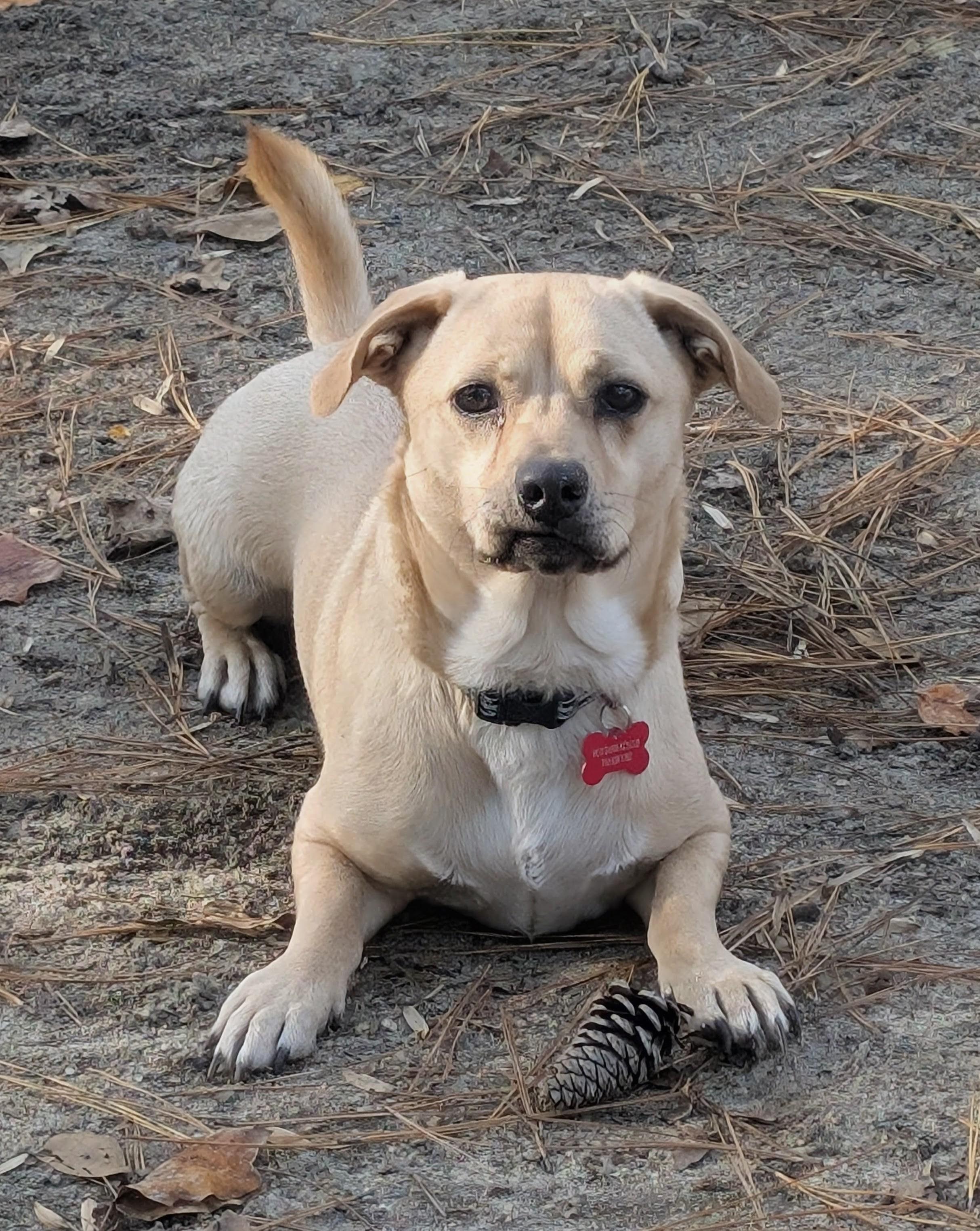 Nico, Adoptable, Adult Male Labrador Retriever & Basset Hound.