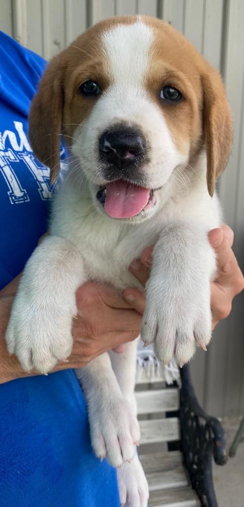 Copper, Adopted, Young Male Anatolian Shepherd & Retriever.
