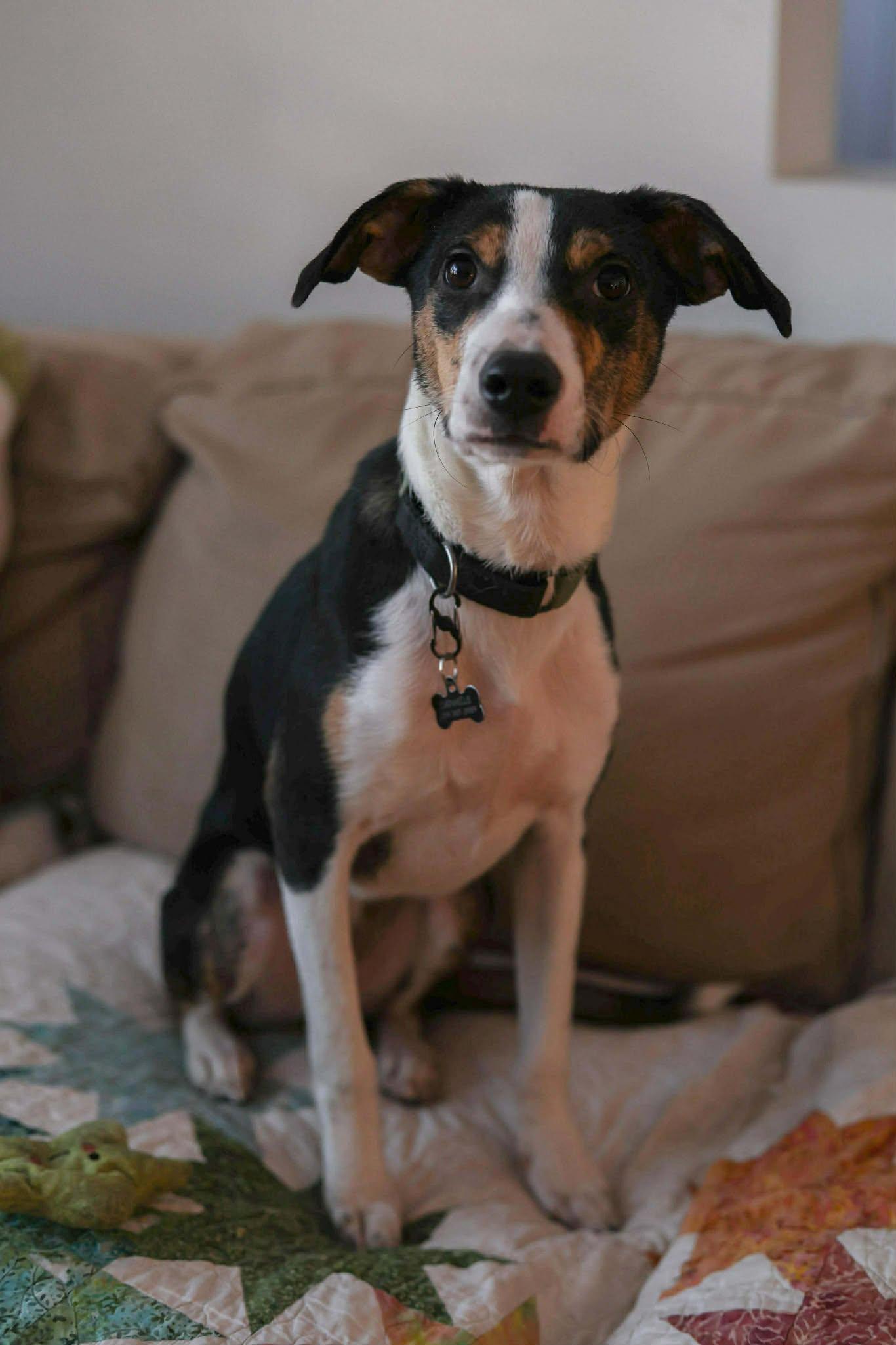 Enlarge David, an adopted mixed breed in Etobicoke, ON image 2/3