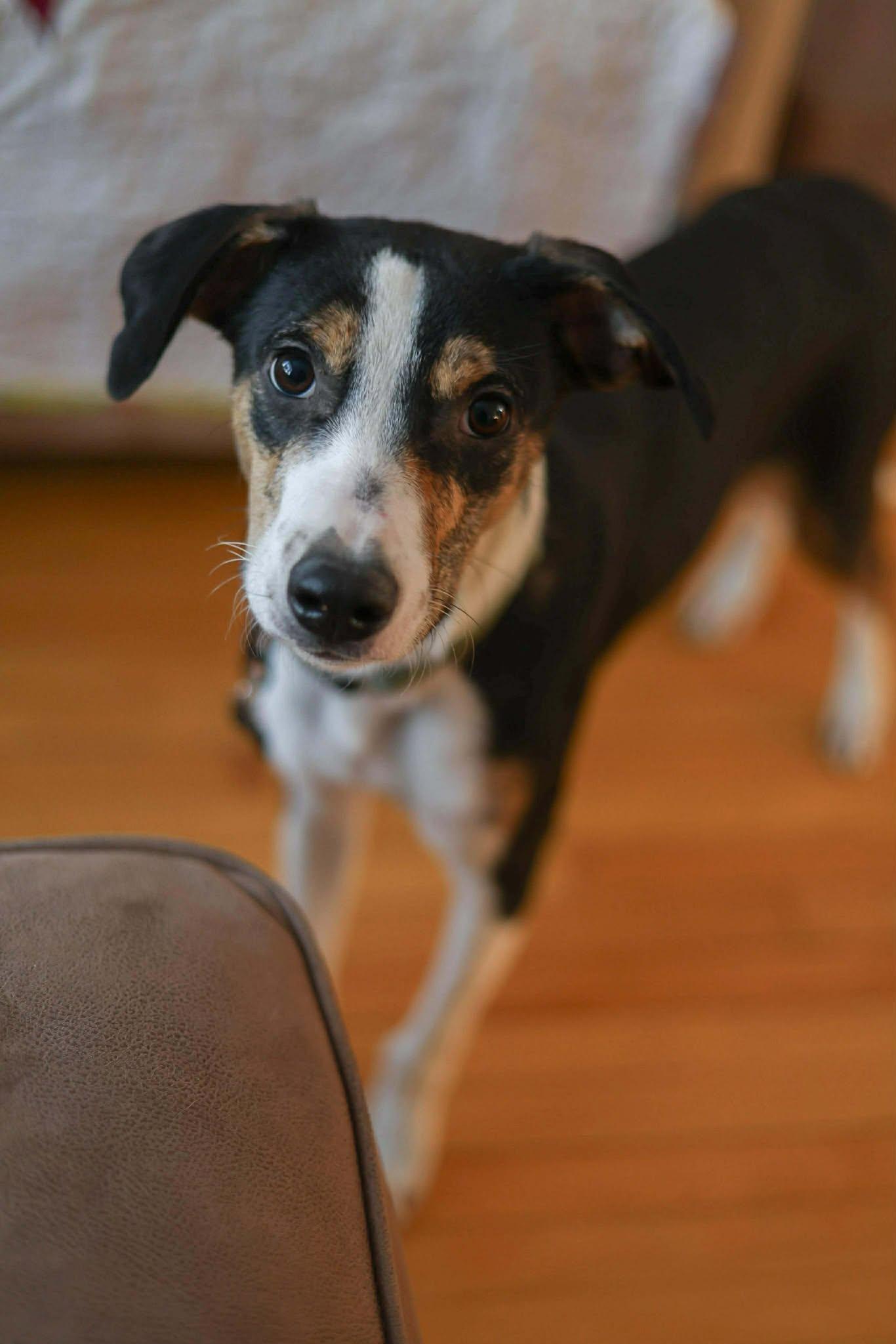 Enlarge David, an adopted mixed breed in Etobicoke, ON image 1/3