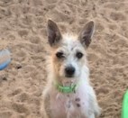 Enlarge FREYA, a Adoptable mixed breed in Norco, CA image 1/6