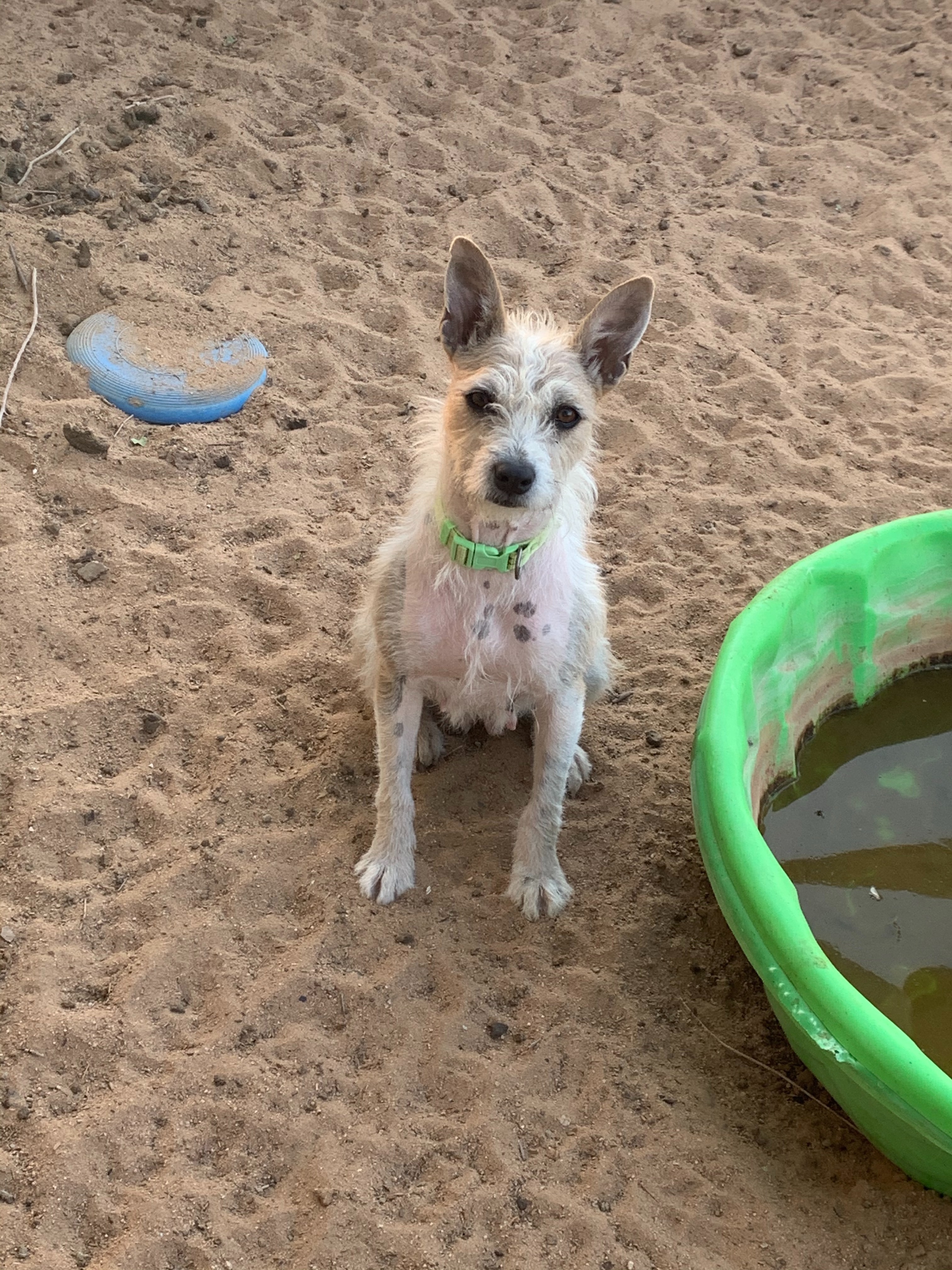 Enlarge FREYA, a Adoptable mixed breed in Norco, CA image 3/6