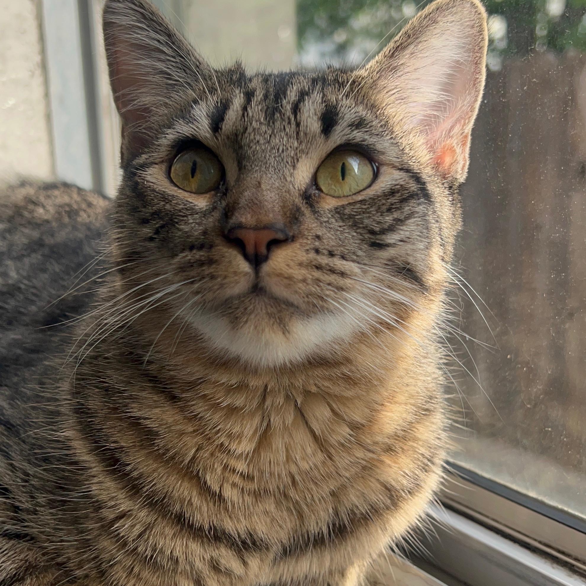 Enlarge Berlioz , a ADOPTABLE Tabby in Sacramento, CA image 1/1