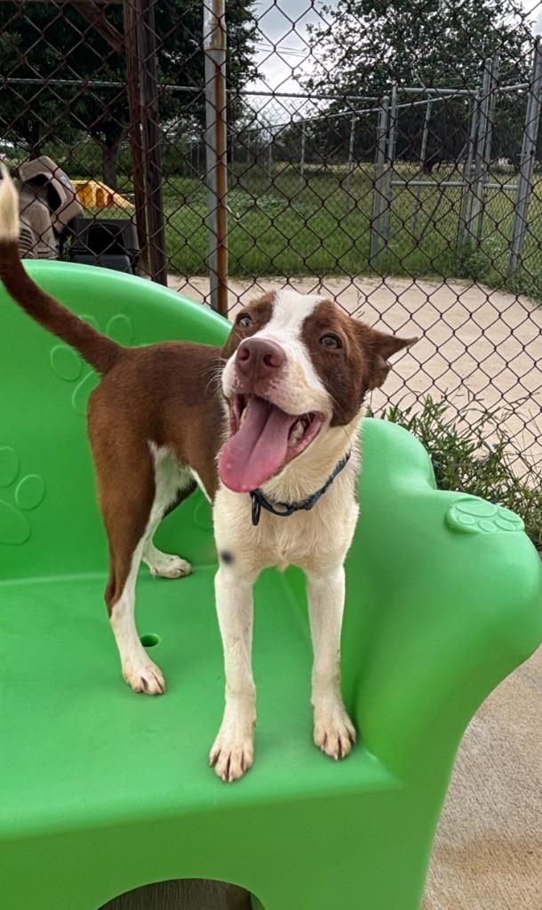 Cinnamon, Adoptable, Young Male Terrier & Mixed Breed.