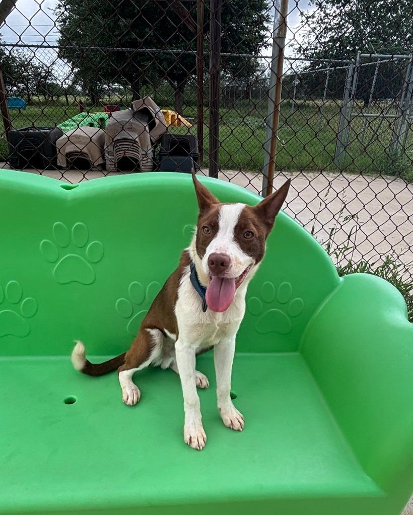 Enlarge Cinnamon, a Adoptable mixed breed in Luling, TX image 2/2
