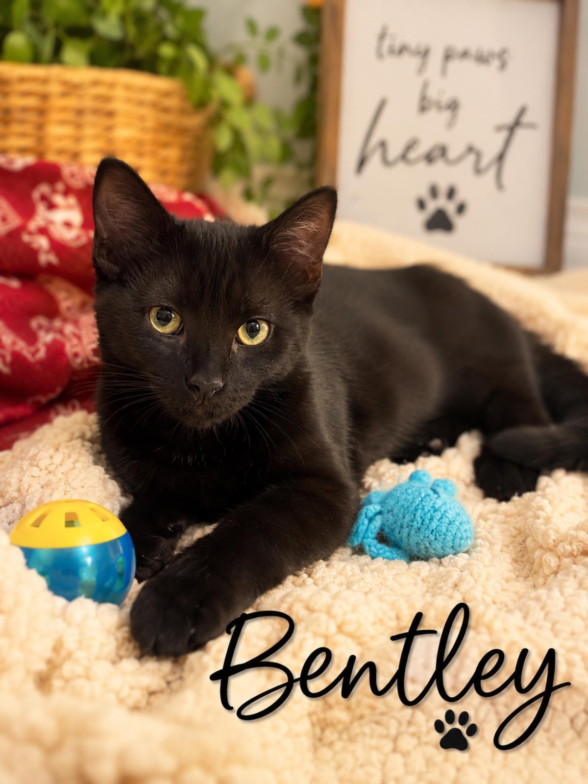Bentley, Adoptable, Young Male Domestic Short Hair.
