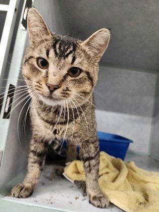 Enlarge Carson, a Adoptable Domestic Short Hair in Oskaloosa, IA image 1/1