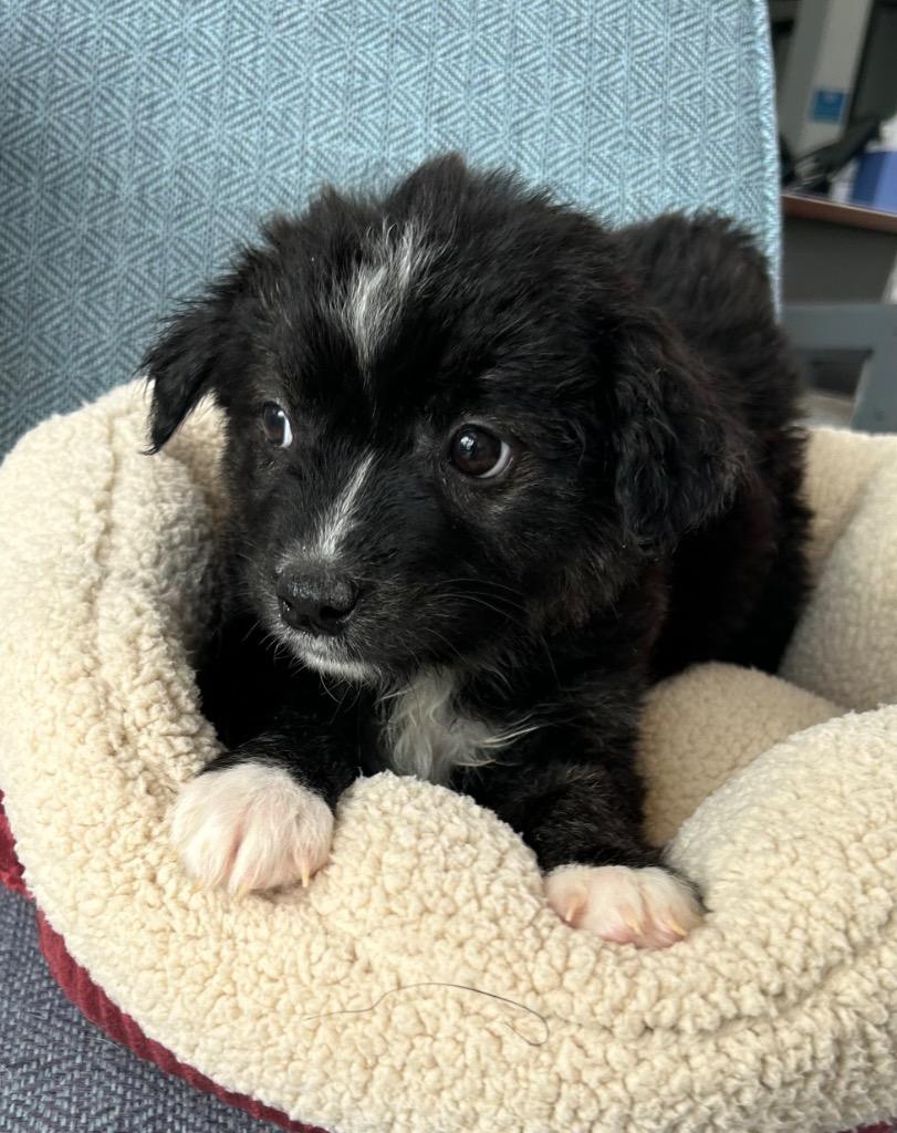 Enlarge Organa, a Adoptable Mixed Breed in Cottonwood, AZ image 1/2