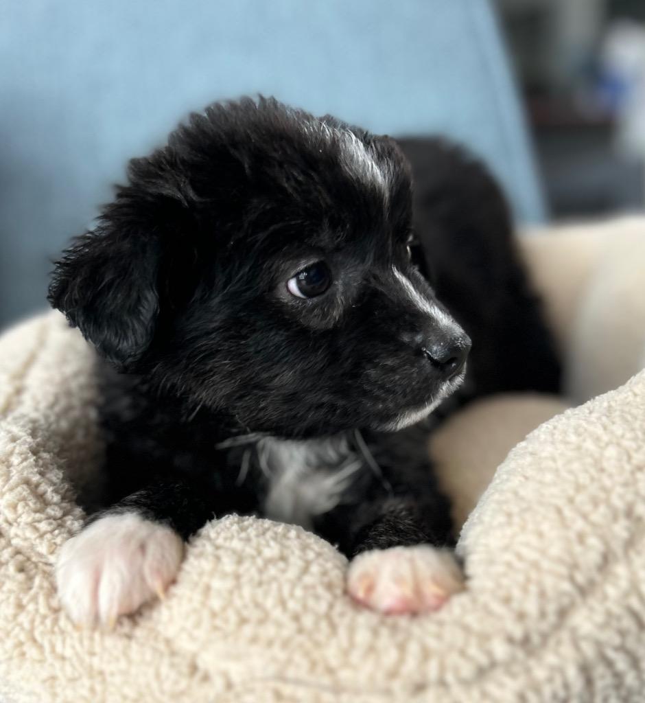 Enlarge Organa, a Adoptable Mixed Breed in Cottonwood, AZ image 2/2