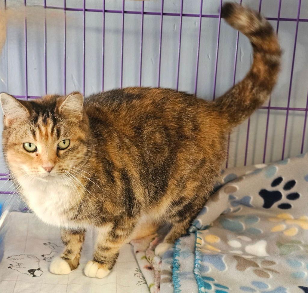 Enlarge Goldilocks, a Adoptable Domestic Short Hair in Lovingston, VA image 1/3