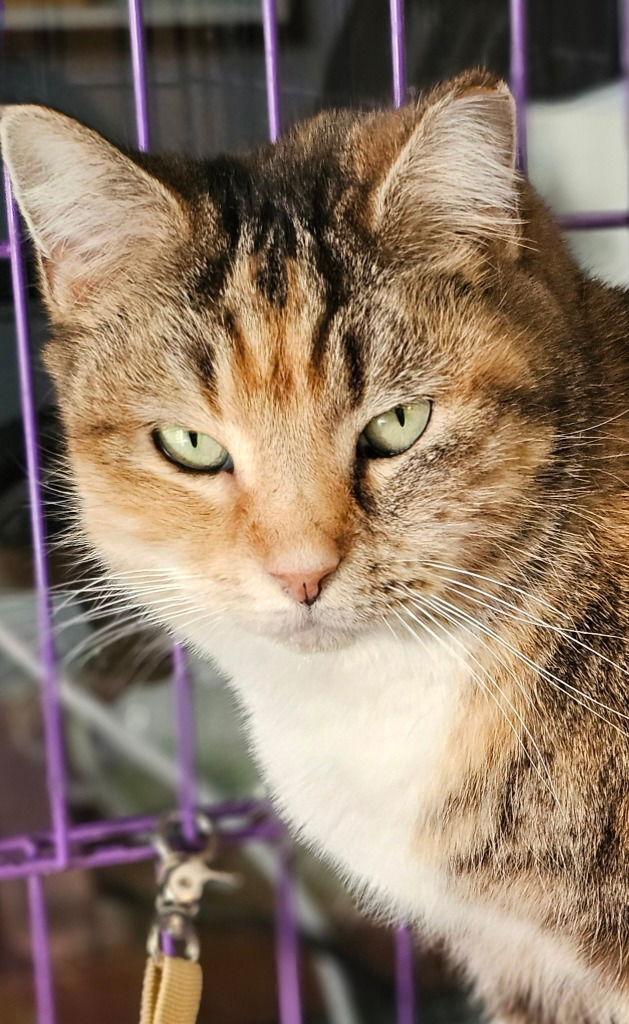 Enlarge Goldilocks, a Adoptable Domestic Short Hair in Lovingston, VA image 1/3