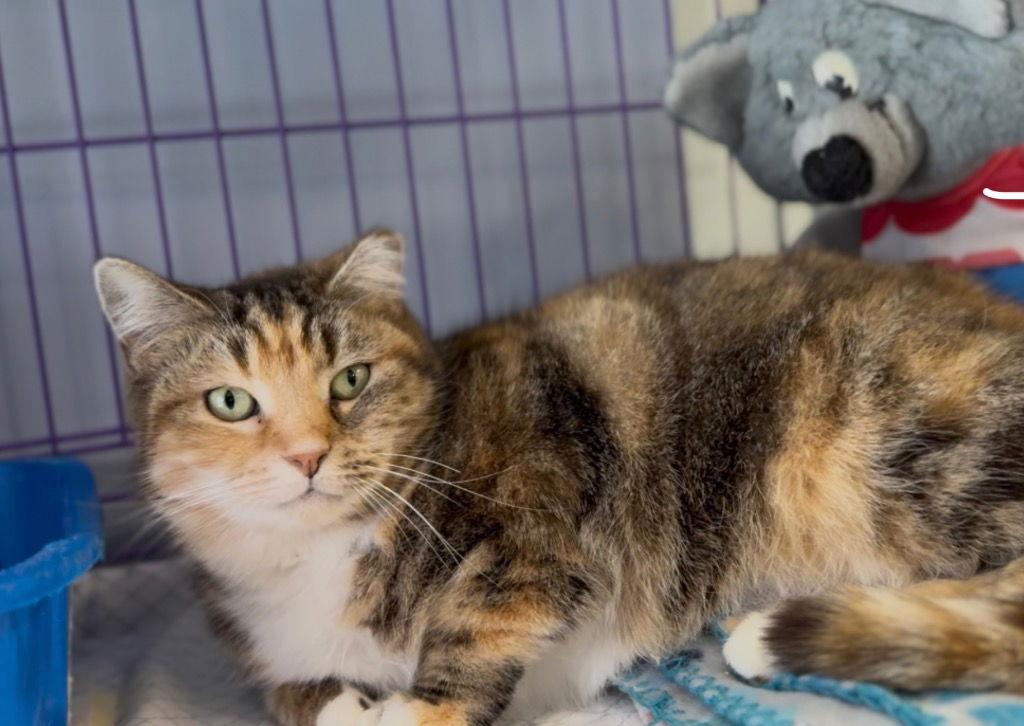 Enlarge Goldilocks, a Adoptable Domestic Short Hair in Lovingston, VA image 3/3