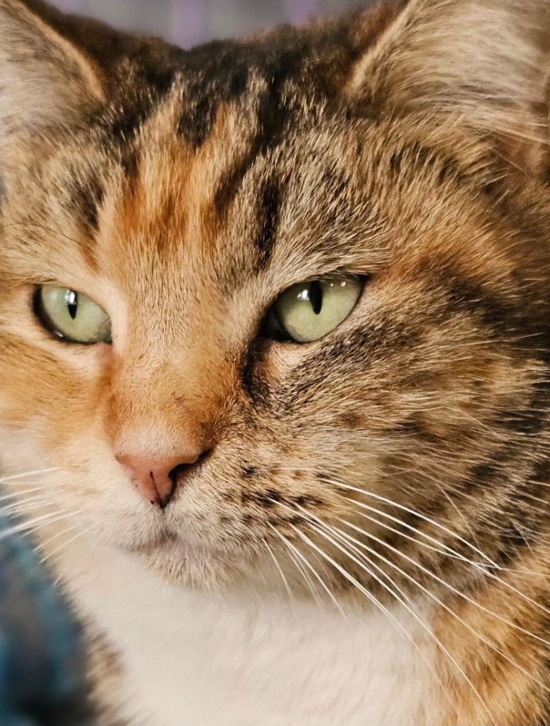 Enlarge Goldilocks, a Adoptable Domestic Short Hair in Lovingston, VA image 3/3