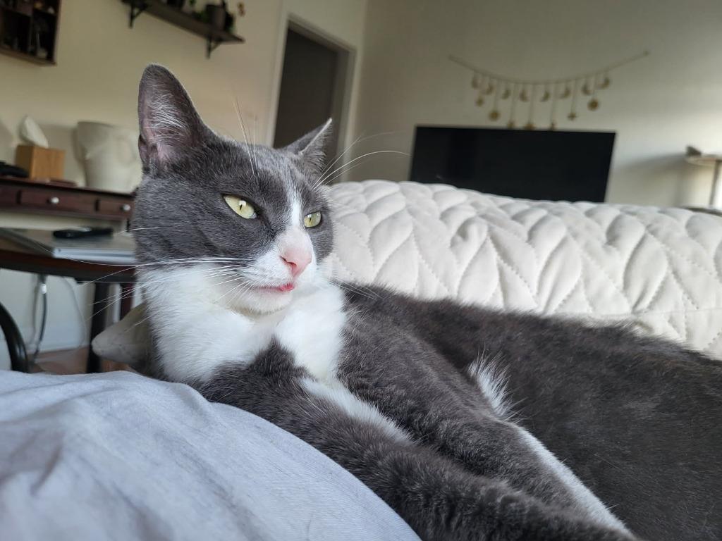 Tara, Adoptable, Adult Female Domestic Short Hair.