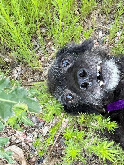 Winifred, Adoptable, Adult Female Mixed Breed & Mixed Breed.