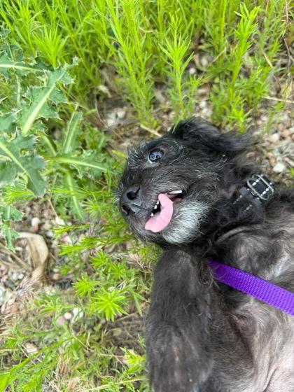 Winifred, a Adoptable mixed breed in Scottsbluff, NE image 2/3