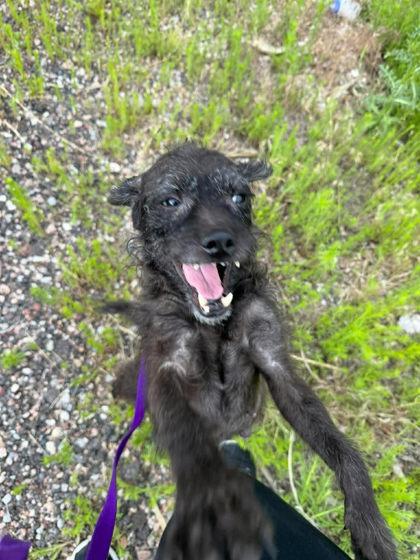 Winifred, a Adoptable mixed breed in Scottsbluff, NE image 3/3