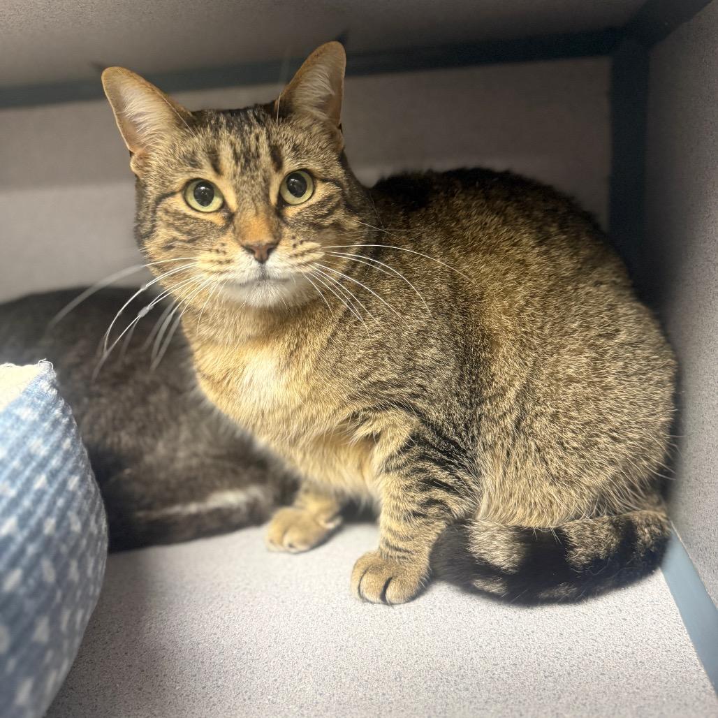 Enlarge Penny, a Adoptable American Shorthair in Collinsville , OK image 1/4