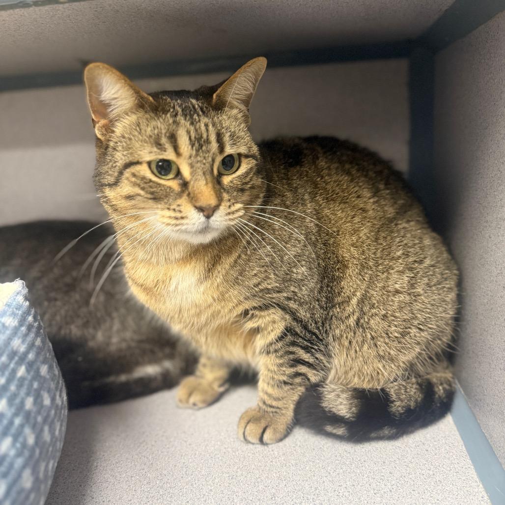 Enlarge Penny, a Adoptable American Shorthair in Collinsville , OK image 2/4