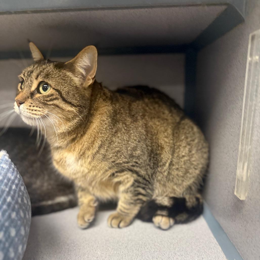 Enlarge Penny, a Adoptable American Shorthair in Collinsville , OK image 3/4