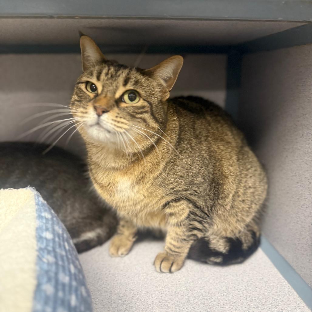 Enlarge Penny, a Adoptable American Shorthair in Collinsville , OK image 4/4