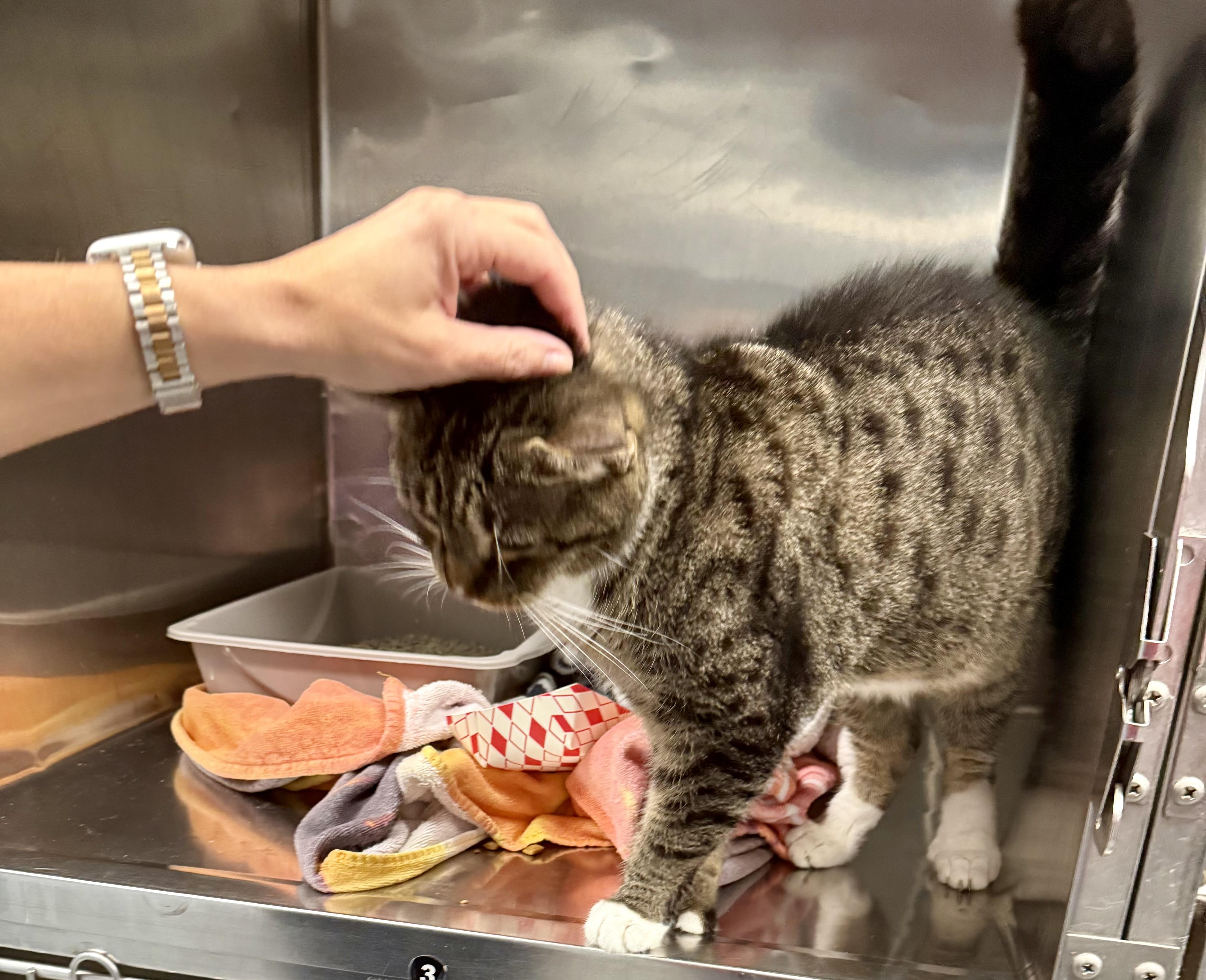 Enlarge Choy, a Adoptable Domestic Short Hair in Yonkers, NY image 6/6