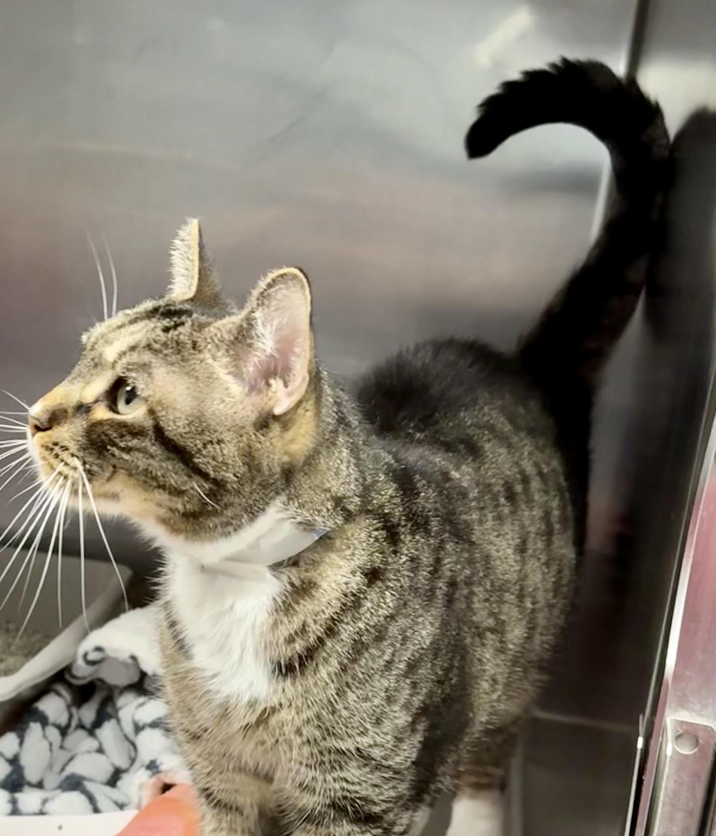 Choy, Adoptable, Senior Male Domestic Short Hair.