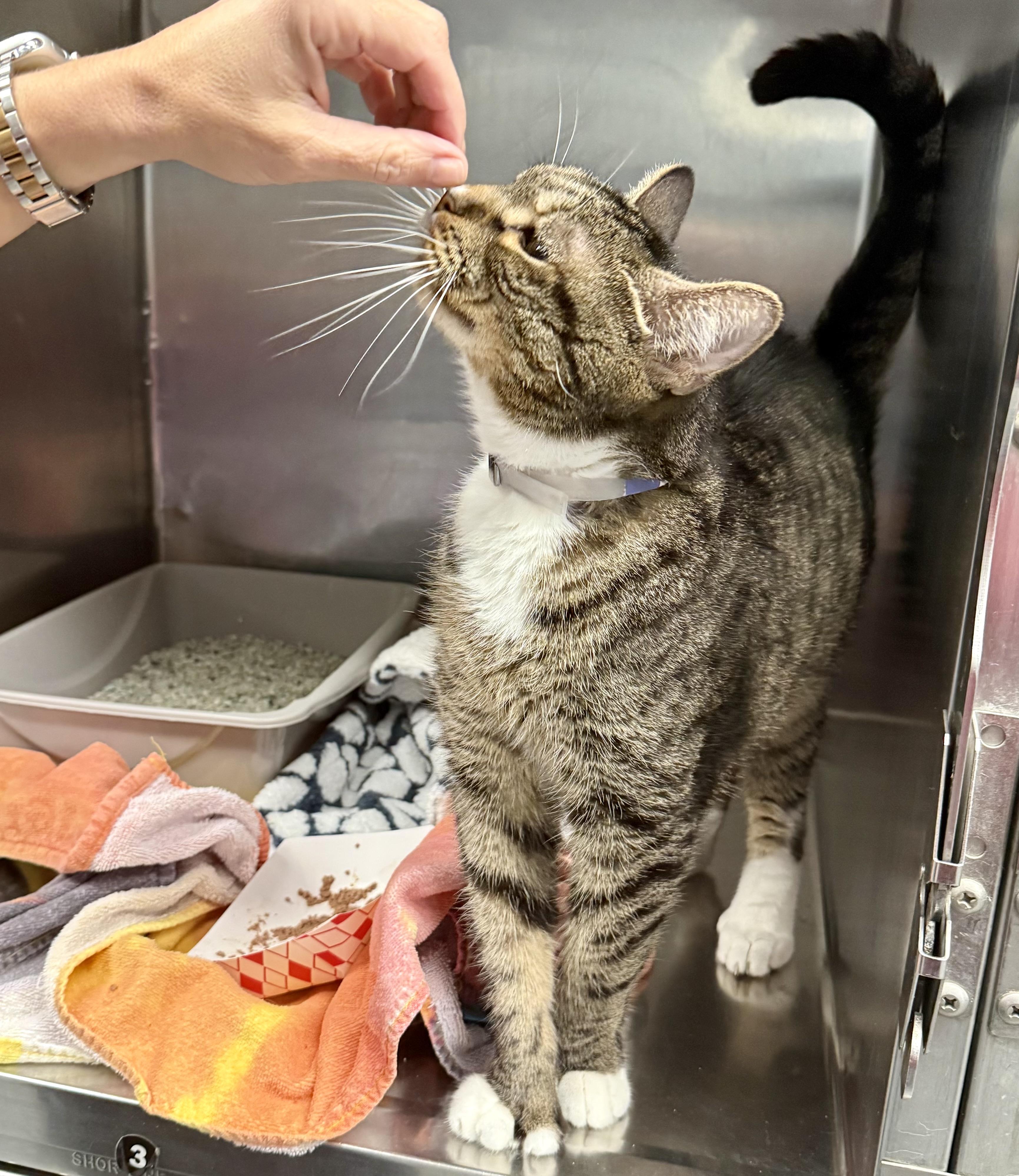 Enlarge Choy, a Adoptable Domestic Short Hair in Yonkers, NY image 3/6