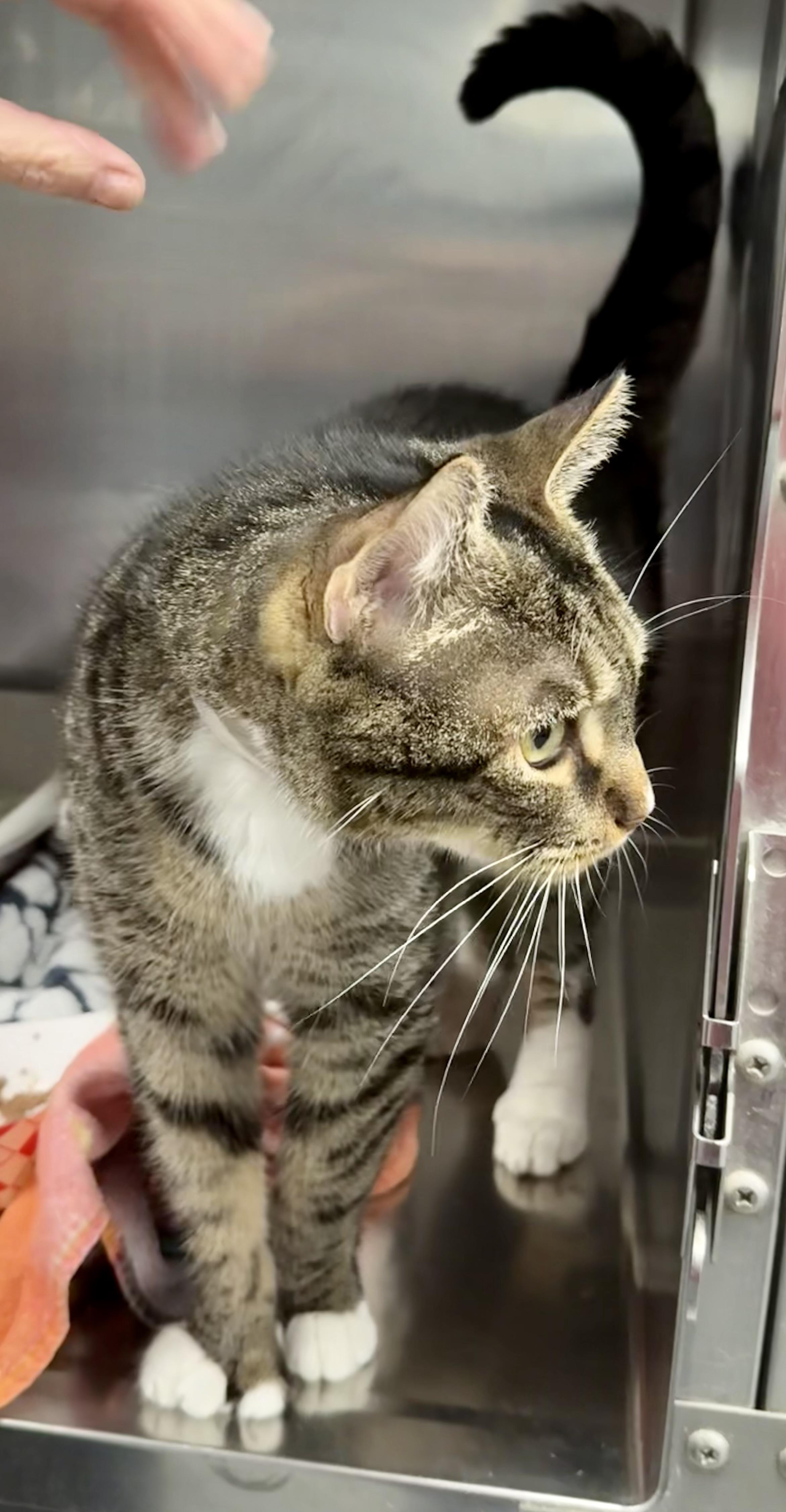 Enlarge Choy, a Adoptable Domestic Short Hair in Yonkers, NY image 4/6