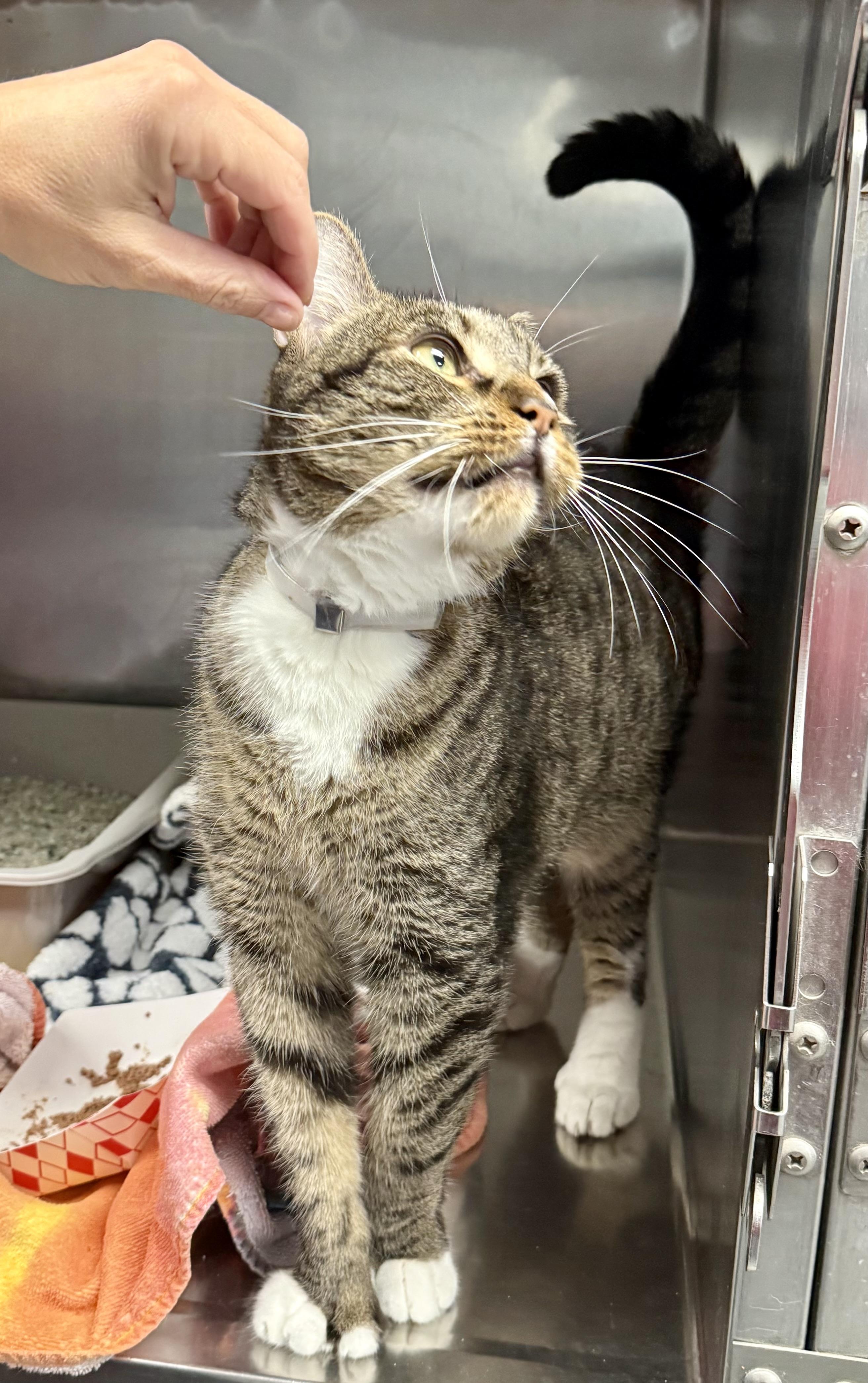 Enlarge Choy, a Adoptable Domestic Short Hair in Yonkers, NY image 5/6