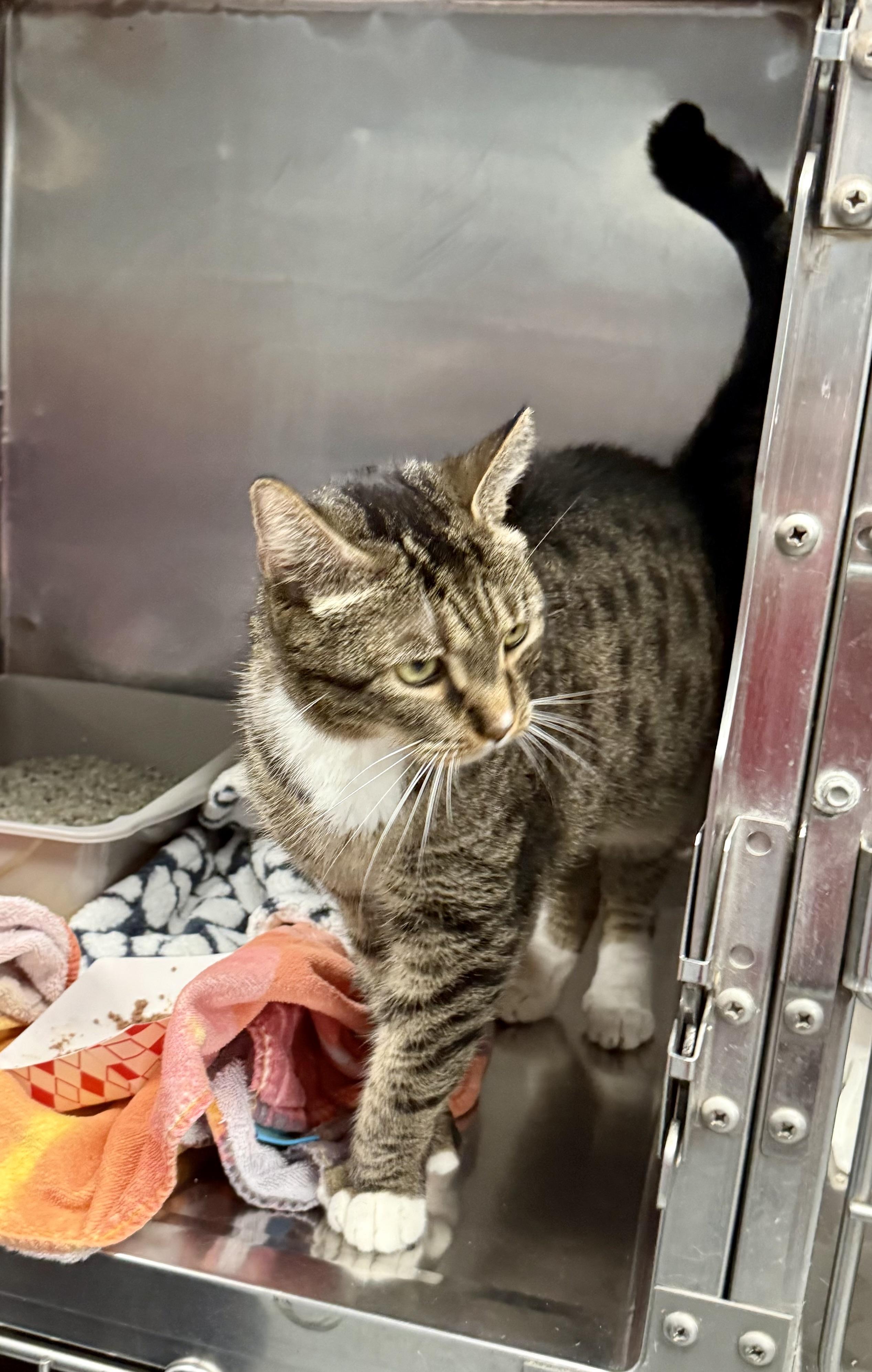 Enlarge Choy, a Adoptable Domestic Short Hair in Yonkers, NY image 2/6