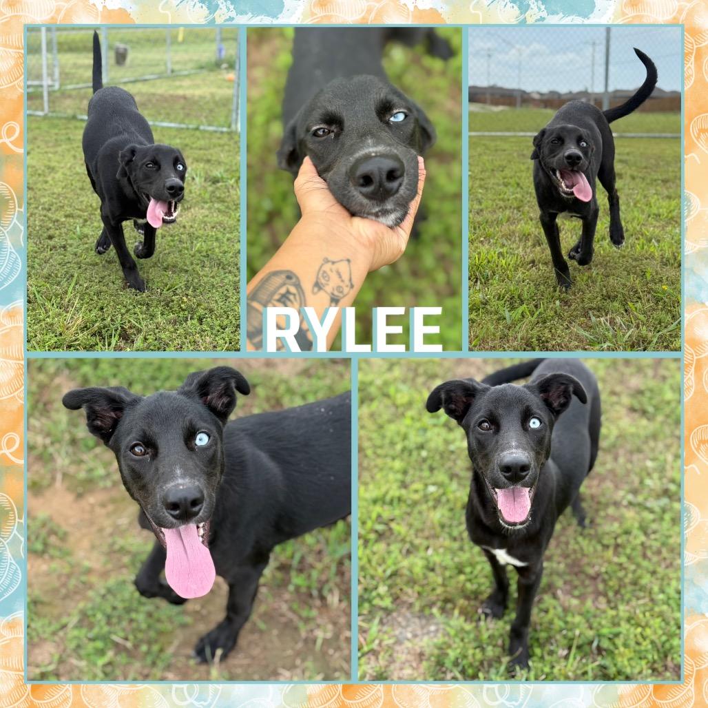Enlarge Rylee, a Adoptable mixed breed in Fort Smith, AR image 1/3