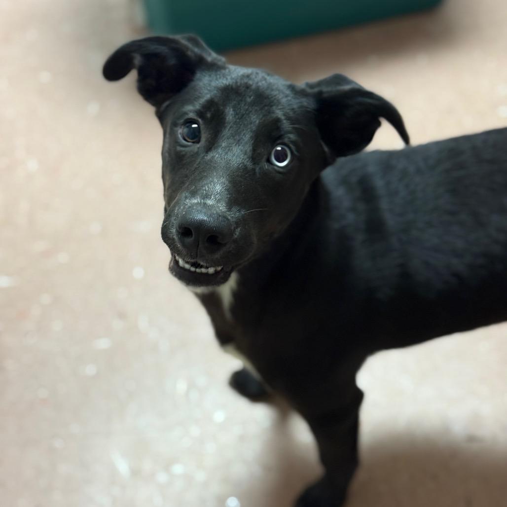 Enlarge Rylee, a Adoptable mixed breed in Fort Smith, AR image 2/3