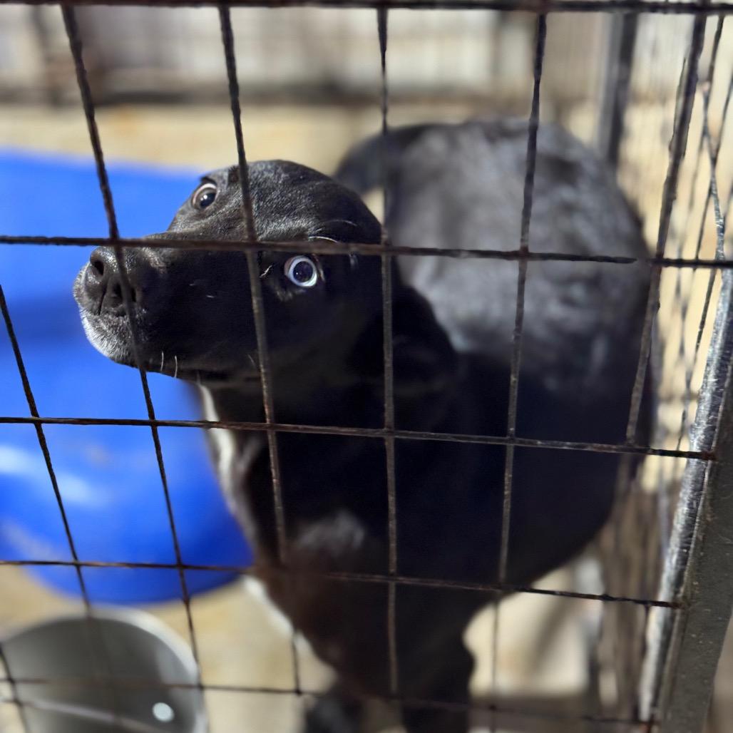 Enlarge Rylee, a Adoptable mixed breed in Fort Smith, AR image 3/3