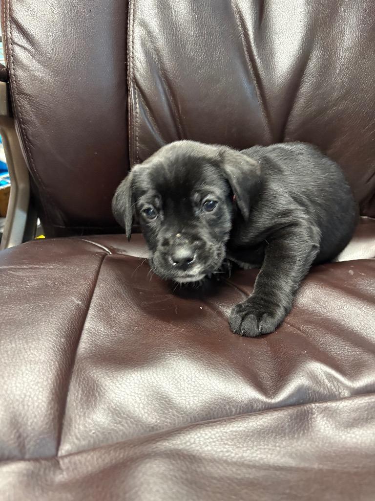 French Hen, Adoptable, Puppy Female Labrador Retriever & Boxer.