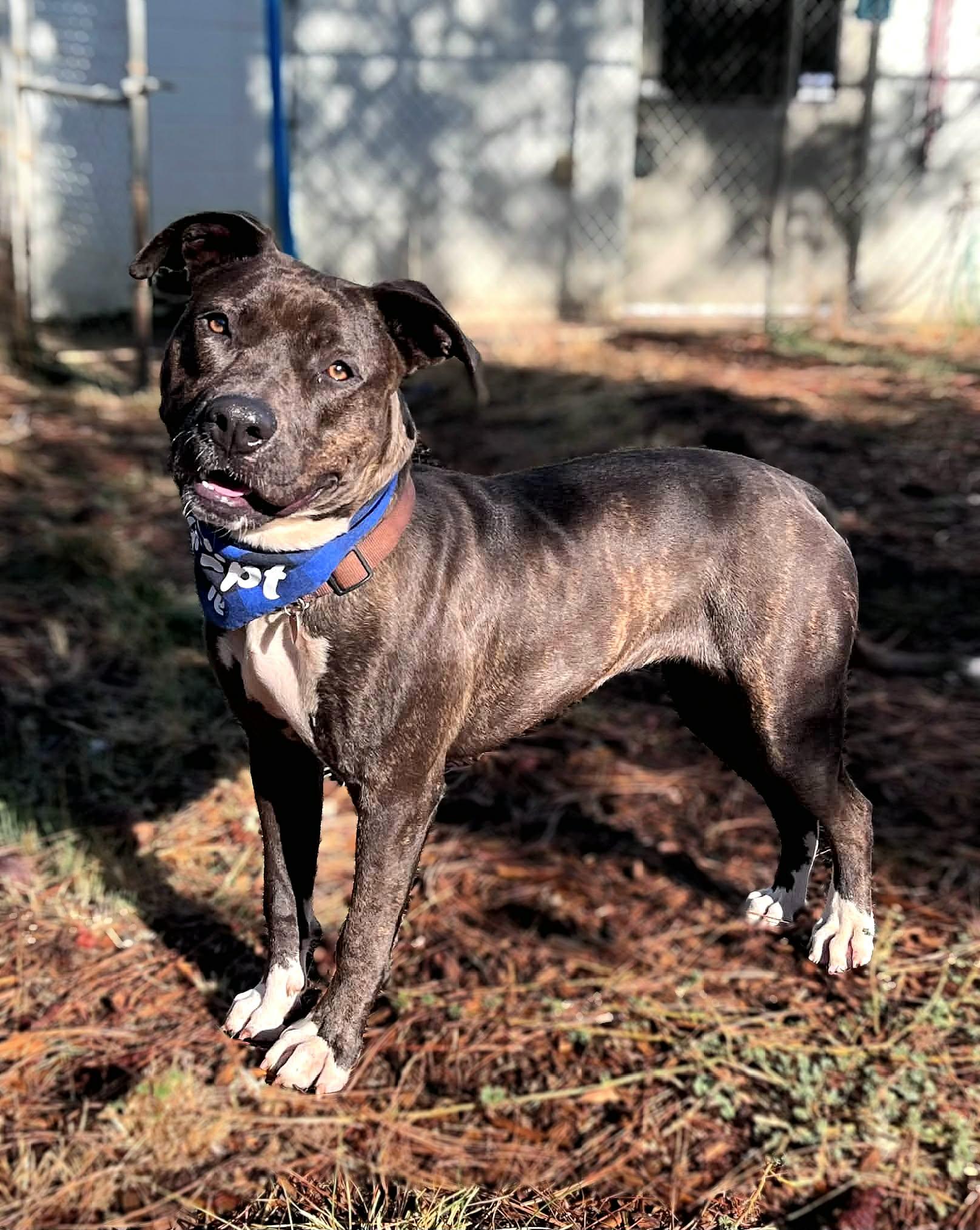 Hazel, Adoptable, Young Female Pit Bull Terrier.