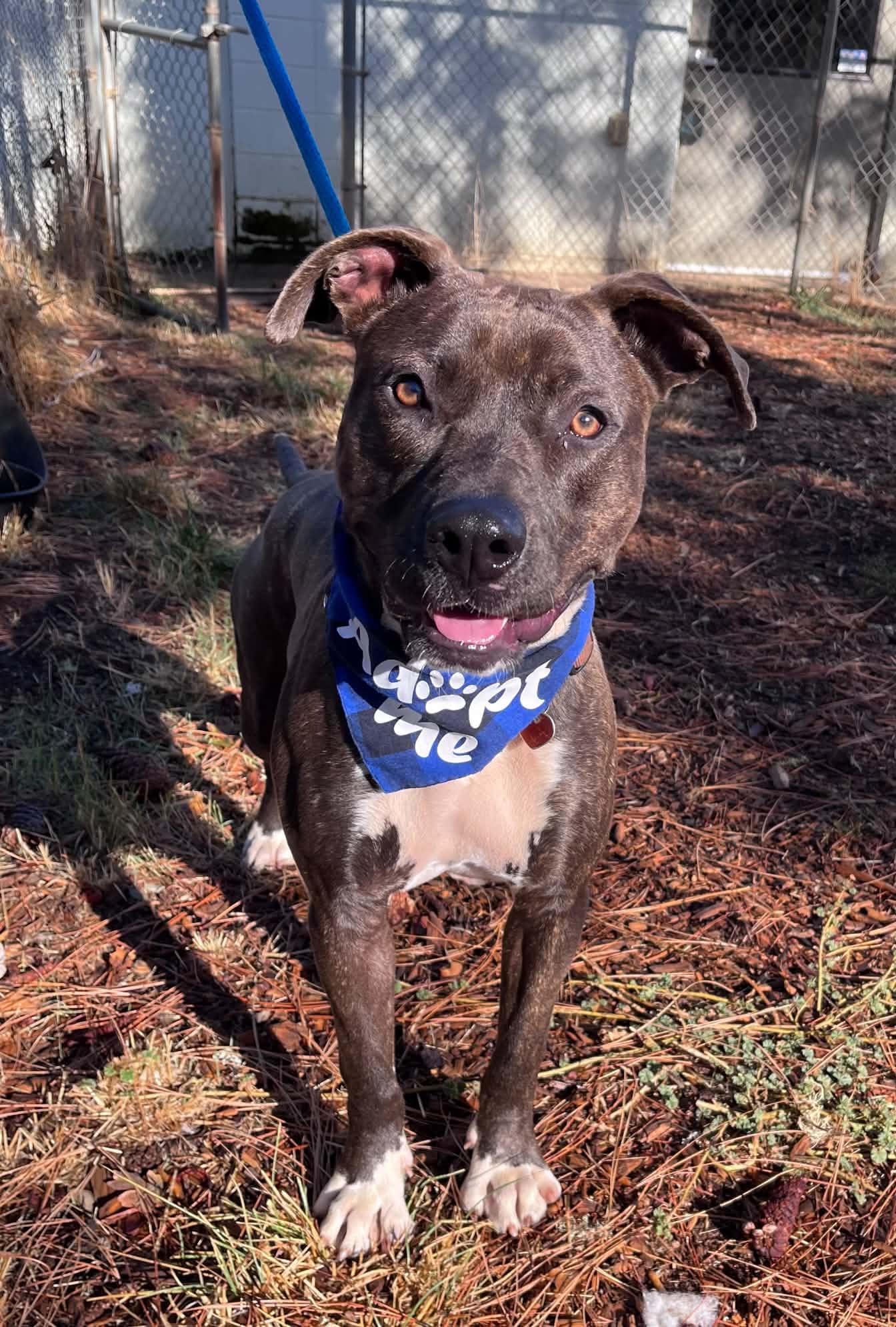 Enlarge Hazel, a Adoptable Pit Bull Terrier in Grants Pass, OR image 2/2