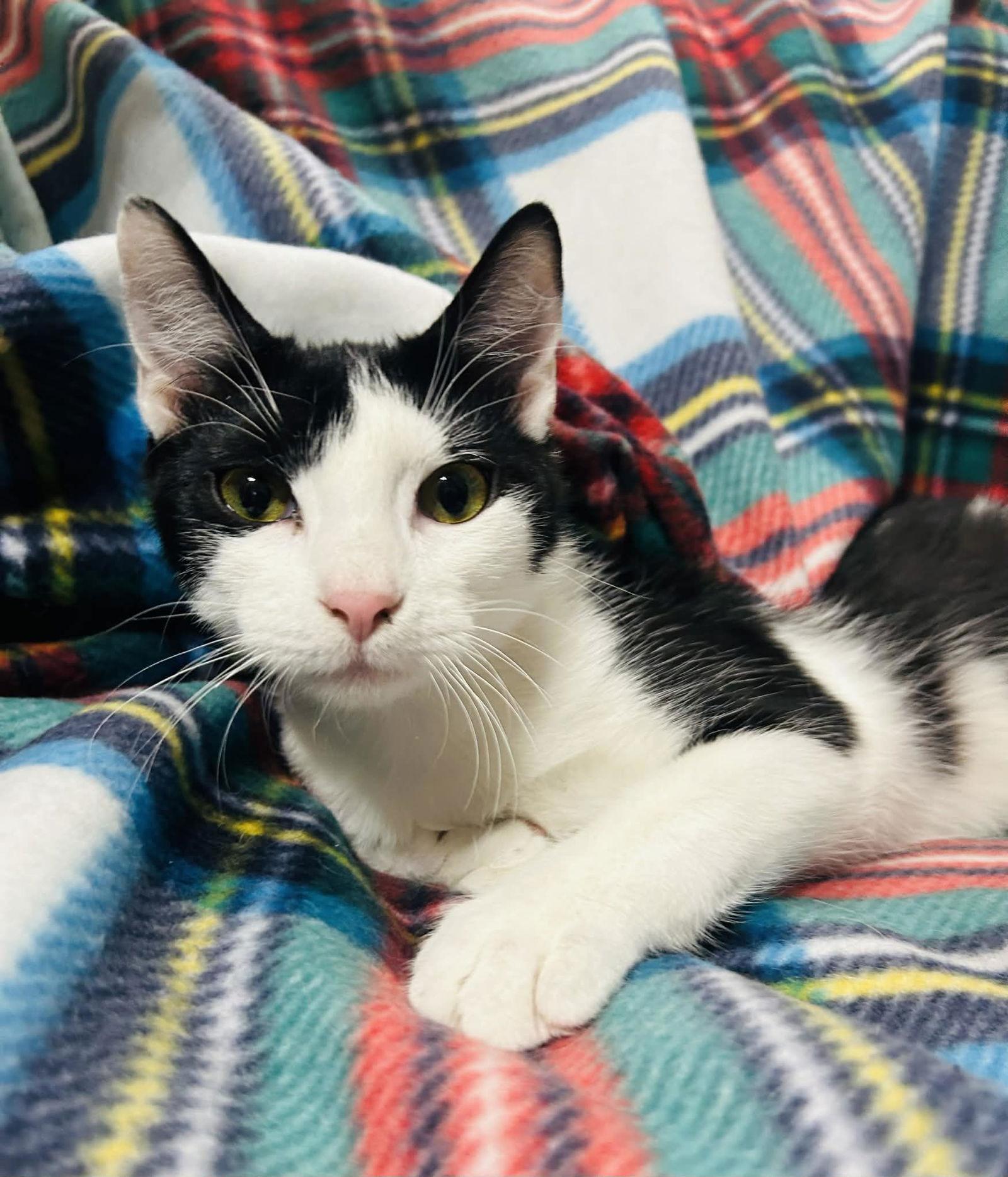 Cowboy — thumbnail 2