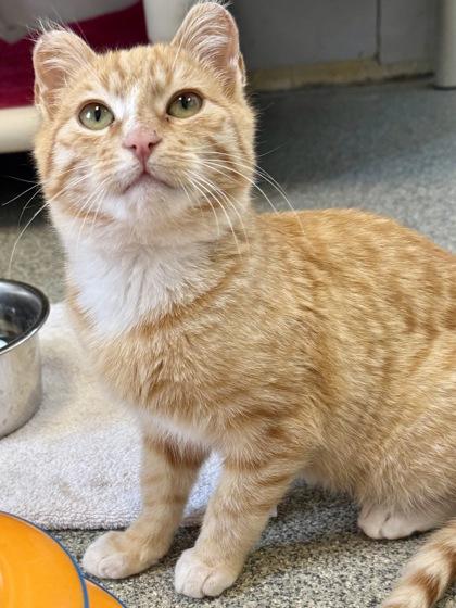 Enlarge Duane, a Adoptable mixed breed in Madison, WI image 1/3