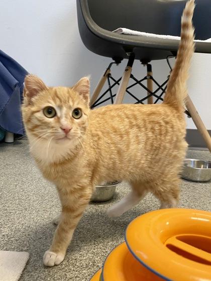 Enlarge Duane, a Adoptable mixed breed in Madison, WI image 2/3