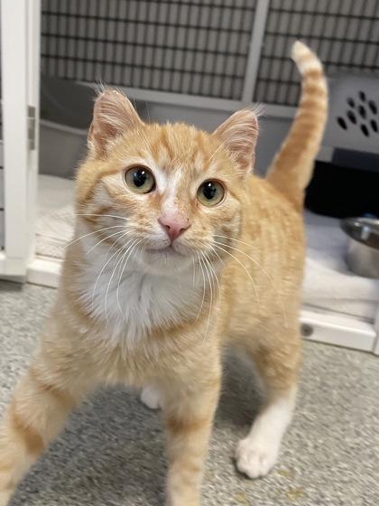 Enlarge Duane, a Adoptable mixed breed in Madison, WI image 3/3