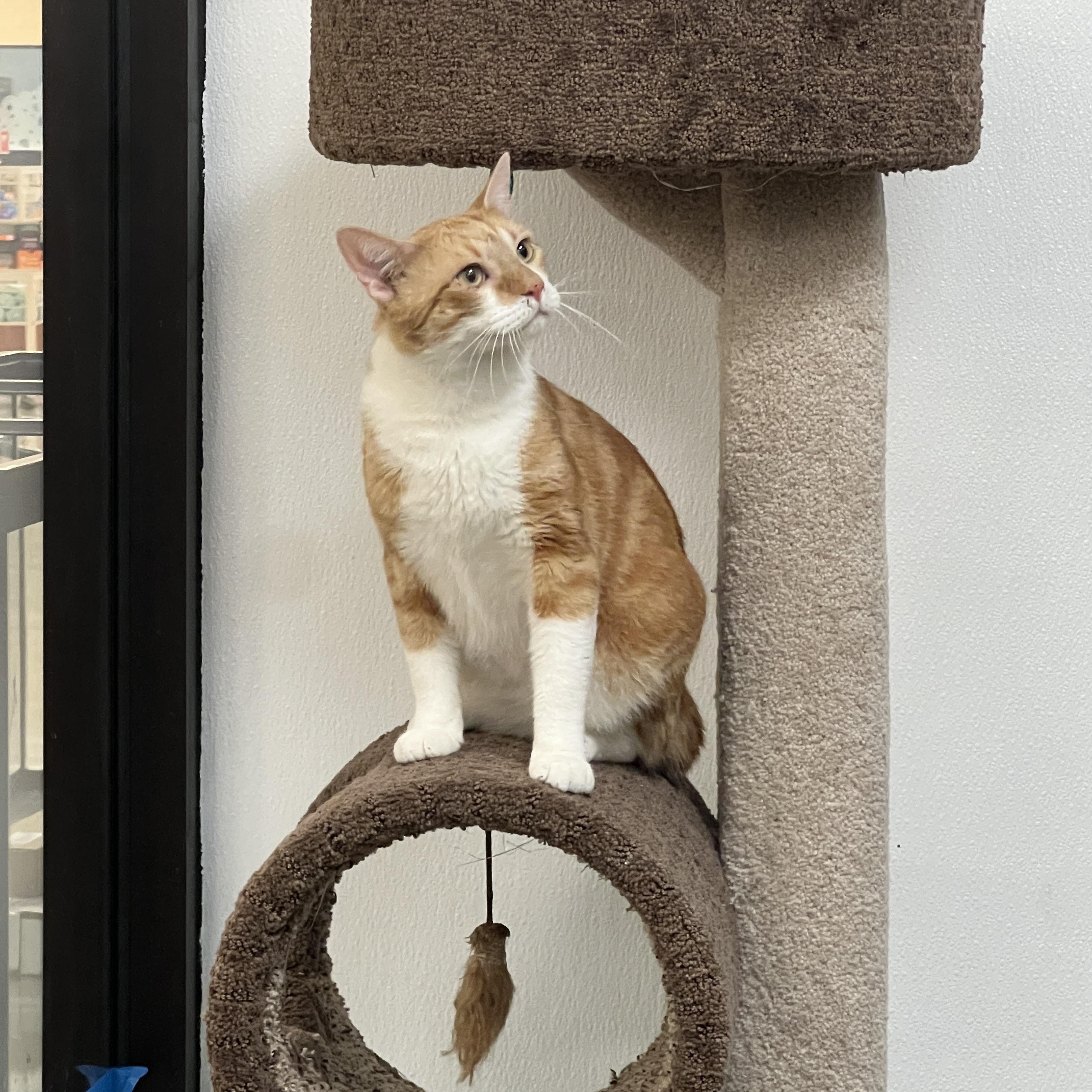 Enlarge Lasagna, a ADOPTABLE mixed breed in Palmetto, FL image 4/4