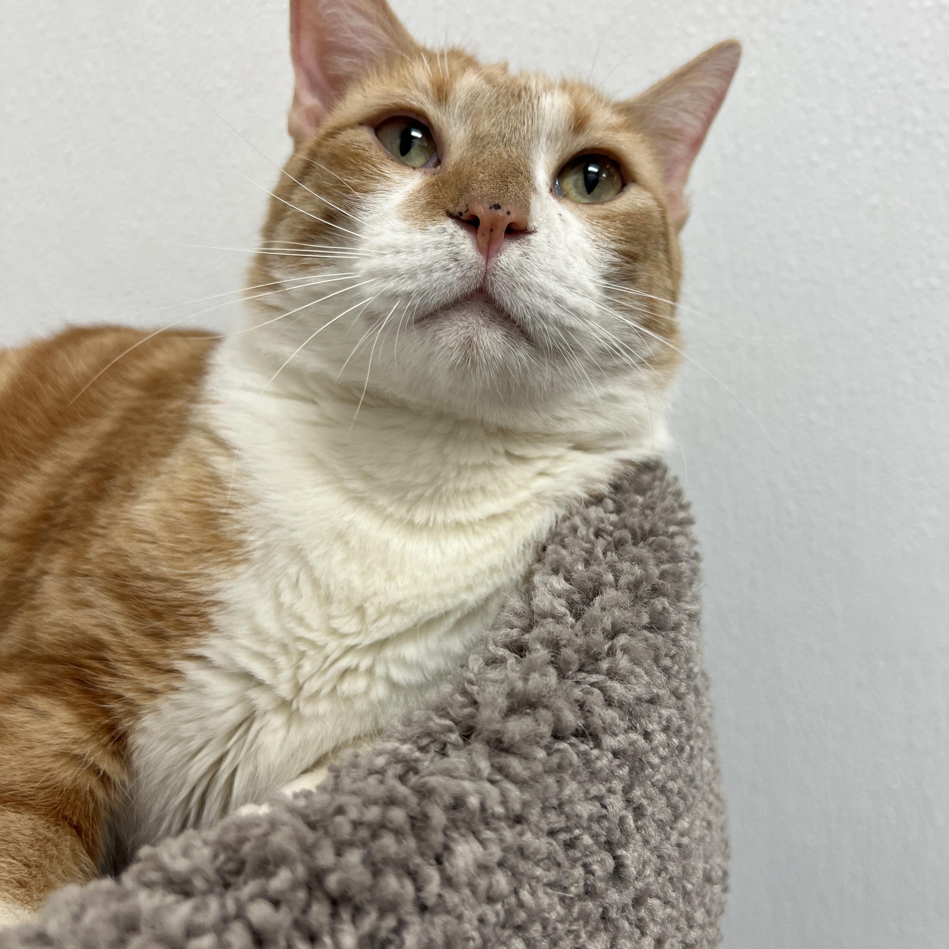 Lasagna, an adopted mixed breed in Palmetto, FL image 1/5